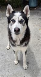 Found/Stray Male Dog last seen McKinley st, Los Angeles, CA 90002