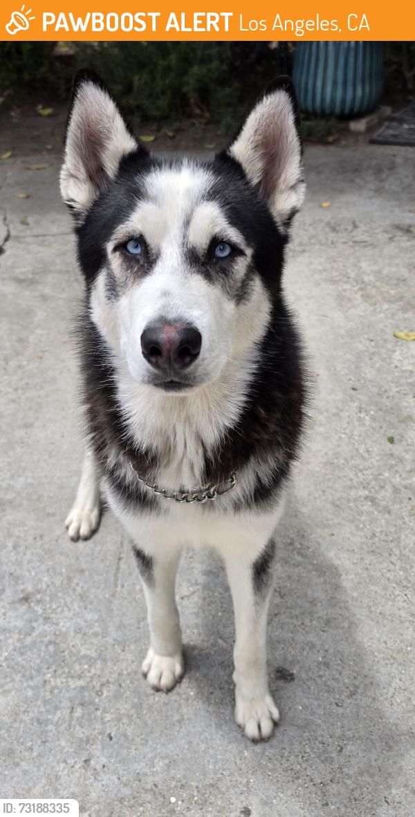 Found/Stray Male Dog last seen McKinley st, Los Angeles, CA 90002