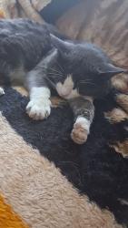 Lost Male Cat last seen 35th & Nassau, Everett, WA 98201