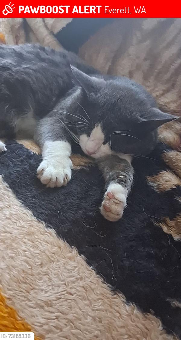 Lost Male Cat last seen 35th & Nassau, Everett, WA 98201