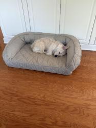 Reunited Female Dog last seen Shagbark and Crosscreek, Fearrington, NC 27312
