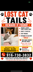 Lost Male Cat last seen Steinbeck Dr, Michener Dr, Raley’s., Roseville, CA 95747