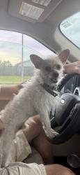 Reunited Male Dog last seen El Tarasco Mexican Restaurant, Beth Stacey, Lehigh Acres, FL 33936
