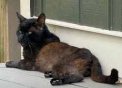 Found/Stray Unknown Cat last seen Sinclair Shores Rd, Cumming, Cumming, GA 30041
