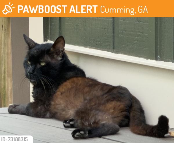 Found/Stray Unknown Cat last seen Sinclair Shores Rd, Cumming, Cumming, GA 30041