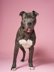 Shelter Stray Male Dog last seen Near Oakland Ave, Atlanta, GA, 1251 Fulton Industrial Blvd NW, Atlanta, GA 30336, USA