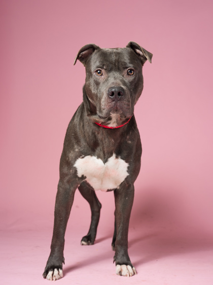 Shelter Stray Male Dog last seen Near Oakland Ave, Atlanta, GA, 1251 Fulton Industrial Blvd NW, Atlanta, GA 30336, USA