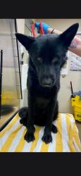 Shelter Stray Male Dog last seen Near Garrett Avenue, North Charleston, SC, 2455 Remount Rd, North Charleston, SC 29406, USA