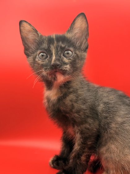 Shelter Stray Female Cat last seen Near Washington Pike, Knox County GP, TN, 3201 Division St, Knoxville, TN 37919, USA