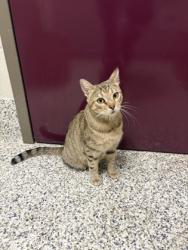 Shelter Stray Female Cat last seen Alexandria, VA, 22306, Richmond Hwy & Holly HillRd, Fairfax County, VA, 4500 West Ox Rd, Fairfax, VA 22030, USA