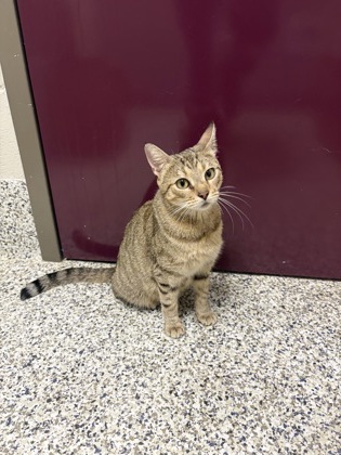 Shelter Stray Female Cat last seen Alexandria, VA, 22306, Richmond Hwy & Holly HillRd, Fairfax County, VA, 4500 West Ox Rd, Fairfax, VA 22030, USA