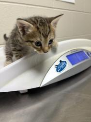 Shelter Stray Male Cat last seen Alexandria, VA, 22306, Richmond Hwy & Holly HillRd, Fairfax County, VA, 4500 West Ox Rd, Fairfax, VA 22030, USA