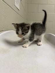 Shelter Stray Female Cat last seen Alexandria, VA, 22306, Richmond Hwy & Holly HillRd, Fairfax County, VA, 4500 West Ox Rd, Fairfax, VA 22030, USA