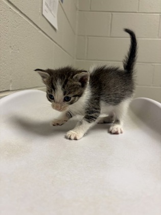 Shelter Stray Female Cat last seen Alexandria, VA, 22306, Richmond Hwy & Holly HillRd, Fairfax County, VA, 4500 West Ox Rd, Fairfax, VA 22030, USA