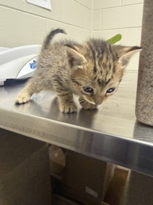Shelter Stray Female Cat last seen Alexandria, VA, 22306, Richmond Hwy & Holly HillRd, Fairfax County, VA, 4500 West Ox Rd, Fairfax, VA 22030, USA