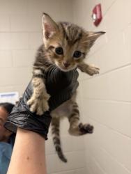 Shelter Stray Male Cat last seen Alexandria, VA, 22306, Richmond Hwy & Holly HillRd, Fairfax County, VA, 4500 West Ox Rd, Fairfax, VA 22030, USA