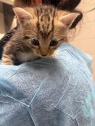 Shelter Stray Male Cat last seen Alexandria, VA, 22306, Richmond Hwy & Holly HillRd, Fairfax County, VA, 4500 West Ox Rd, Fairfax, VA 22030, USA