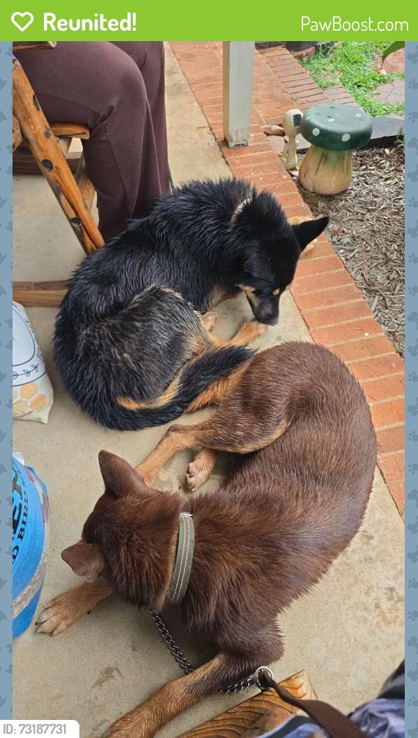 Reunited Male Dog last seen Inn View Dr, Inman, SC 29349
