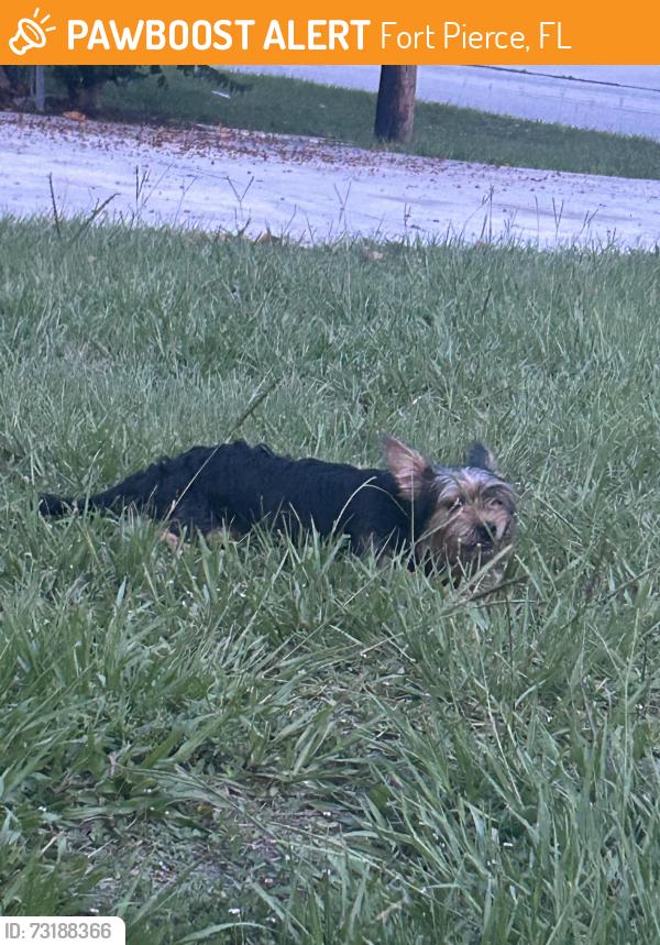 Found/Stray Female Dog last seen Us1 & Gardenia, Fort Pierce, FL 34950