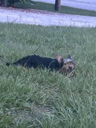 Found/Stray Female Dog last seen Us1 & Gardenia, Fort Pierce, FL 34950