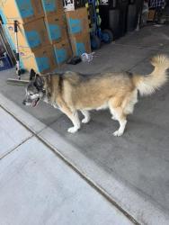 Reunited Female Dog last seen Tropical and Clayton, North Las Vegas, NV 89031