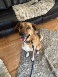Reunited Female Dog last seen Pacetti and church road, St. Johns County, FL 32092