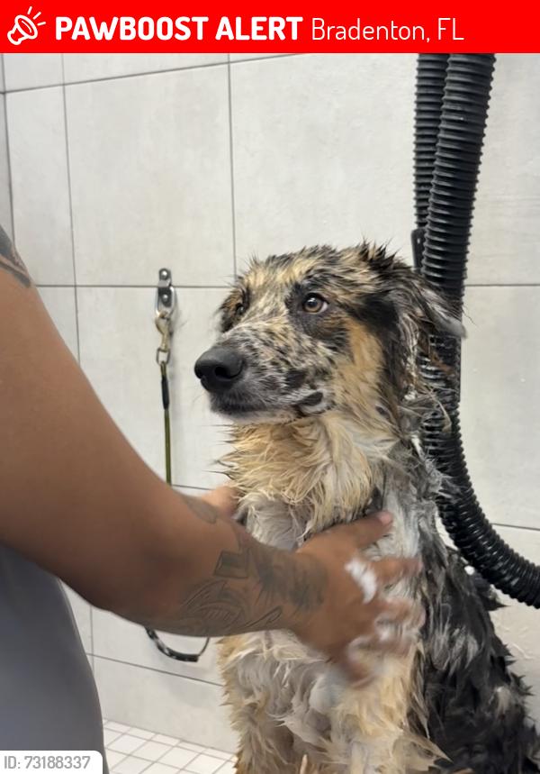 Lost Male Dog last seen 53rd street in south Bradenton by seven eleven, Bradenton, FL 34207