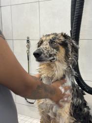 Lost Male Dog last seen 53rd street in south Bradenton by seven eleven, Bradenton, FL 34207