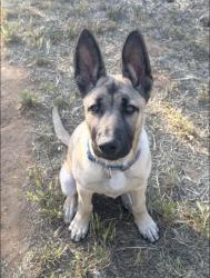 Lost Male Dog last seen Pennsylvania Ave and Sixth street, Beaumont, CA 92223