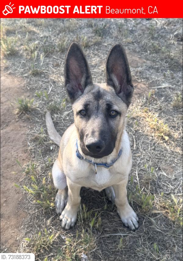 Lost Male Dog last seen Pennsylvania Ave and Sixth street, Beaumont, CA 92223