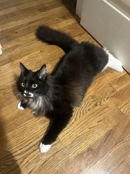 Lost Male Cat last seen Plantation Lane, Gardendale, AL 35071