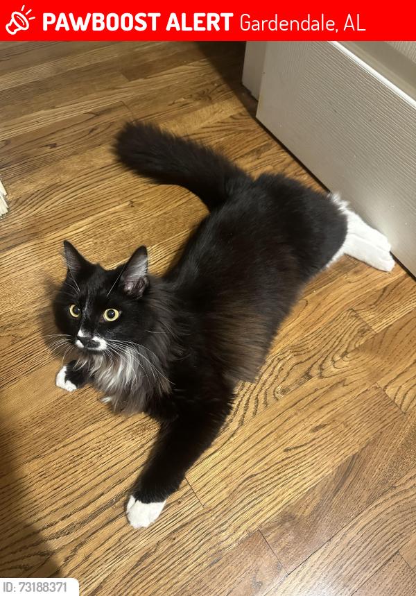 Lost Male Cat last seen Plantation Lane, Gardendale, AL 35071