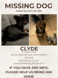 Lost Male Dog last seen Near Pine Bluff Blvd Kingsland Ga 31548, Kingsland, GA 31548