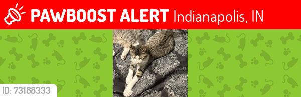 Lost Male Cat last seen English and Dearborn Area, Indianapolis, IN 46201