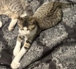 Lost Male Cat last seen English and Dearborn Area, Indianapolis, IN 46201