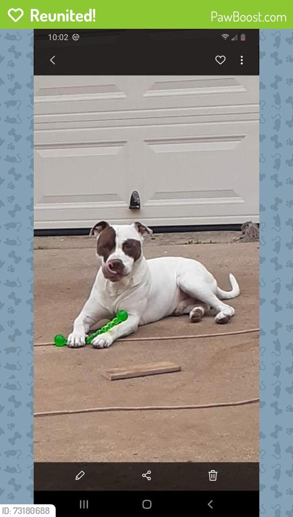 Reunited Male Dog last seen Beach and Meacham, Fort Worth, TX 76106