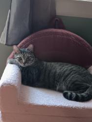 Reunited Male Cat last seen Fuller Wiser and Sage Ln, Euless, TX 76039