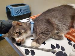 Shelter Stray Male Cat last seen Near Mesa Drive, Oceanside, CA, 92054, Oceanside, CA 92058, USA
