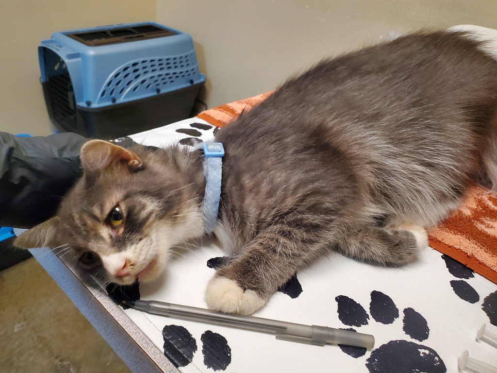 Shelter Stray Male Cat last seen Near Mesa Drive, Oceanside, CA, 92054, Oceanside, CA 92058, USA