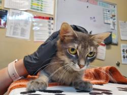 Shelter Stray Female Cat last seen Near Mesa Drive, Oceanside, CA, 92054, Oceanside, CA 92058, USA