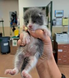 Shelter Stray Male Cat last seen Mars Road, LIVERMORE, CA, 94550, 8323 Baldwin St, Oakland, CA 94621, USA
