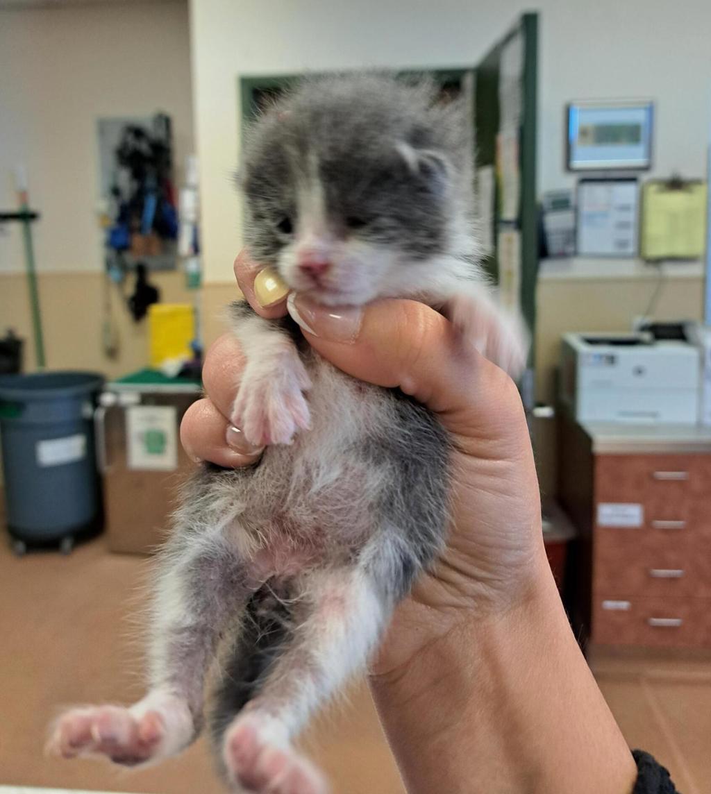 Shelter Stray Male Cat last seen Mars Road, LIVERMORE, CA, 94550, 8323 Baldwin St, Oakland, CA 94621, USA