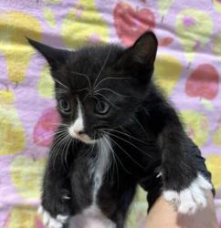Shelter Stray Male Cat last seen Ingrid Avenue, San Diego, CA, 92154, 5500 Gaines St, San Diego, CA 92110, USA