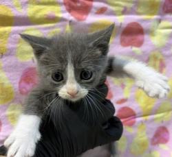 Shelter Stray Male Cat last seen Ingrid Avenue, San Diego, CA, 92154, 5500 Gaines St, San Diego, CA 92110, USA