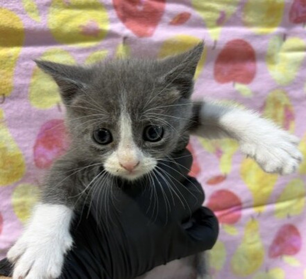 Shelter Stray Male Cat last seen Ingrid Avenue, San Diego, CA, 92154, 5500 Gaines St, San Diego, CA 92110, USA