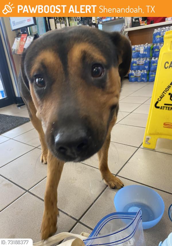 Found/Stray Unknown Dog last seen Inside the Circle K, Shenandoah, TX 77381