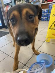 Found/Stray Unknown Dog last seen Inside the Circle K, Shenandoah, TX 77381