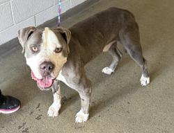 Shelter Stray Male Dog last seen Near S Adams Street, Midvale, UT, 84047, 511 W 3900 S, Salt Lake City, UT 84123, USA