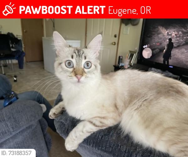 Lost Female Cat last seen Coburg rd, providence st, elysium Avenue, Val halla st, jeppesen acres rd, nirvana st., Eugene, OR 97401
