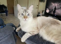 Lost Female Cat last seen Coburg rd, providence st, elysium Avenue, Val halla st, jeppesen acres rd, nirvana st., Eugene, OR 97401